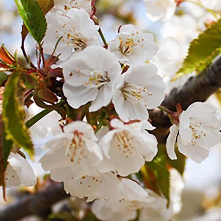 Aroma De Primavera En Casas Rurales Acebuche Casas del Monte Bagian luar foto