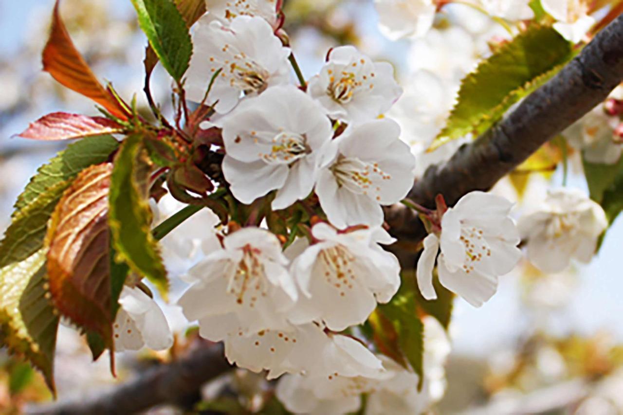 Aroma De Primavera En Casas Rurales Acebuche Casas del Monte Bagian luar foto